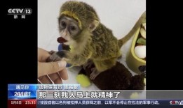 崽崽新闻爆料在哪里看啊,揭秘独家资讯获取途径